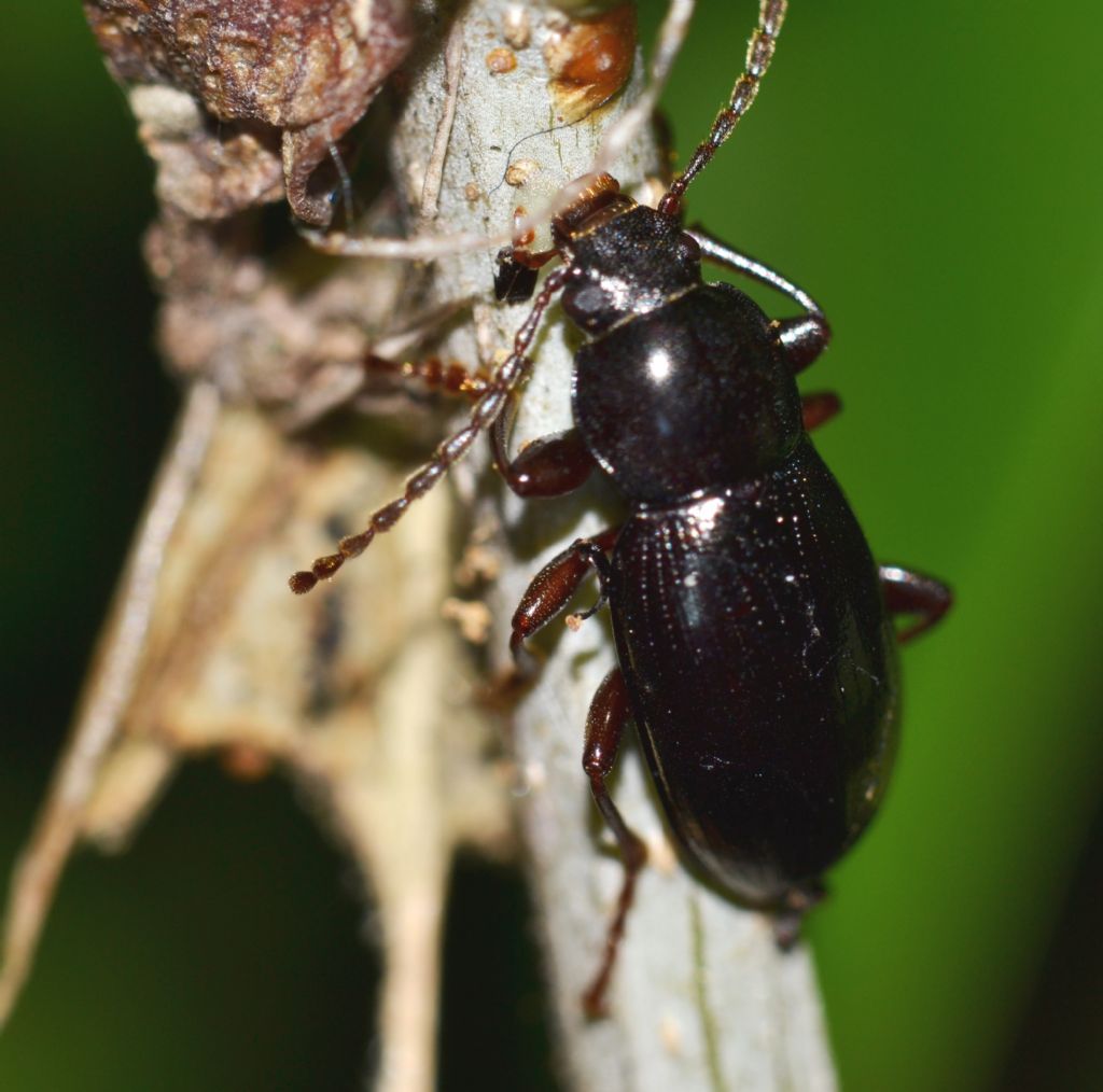 Coleottero da identificare - Nalassus assimilis